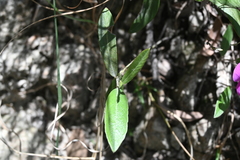 Tephrosia watsoniana