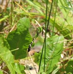 Erythemis simplicicollis