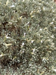 Astragalus hyalinus