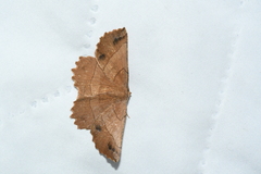 Euchlaena johnsonaria