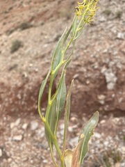 Stanleya pinnata integrifolia