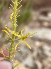 Stanleya pinnata integrifolia