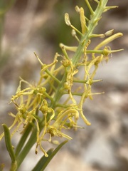 Stanleya pinnata integrifolia