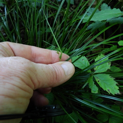 Carex jamesii