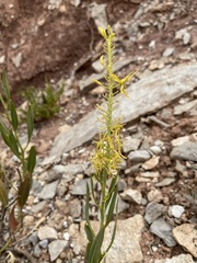 Stanleya pinnata integrifolia