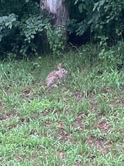 Sylvilagus floridanus