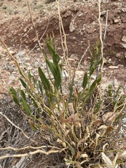 Stanleya pinnata integrifolia