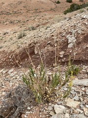 Stanleya pinnata integrifolia