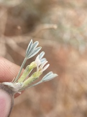 Astragalus hyalinus