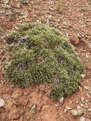 Linanthus caespitosus