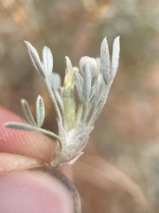 Astragalus hyalinus