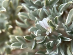 Astragalus hyalinus