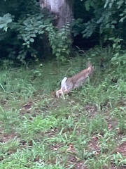 Sylvilagus floridanus
