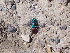 Cicindela scutellaris scutellaris