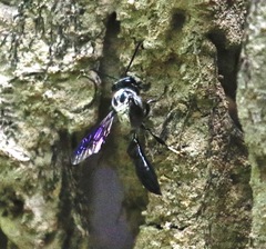 Trypoxylon lactitarse