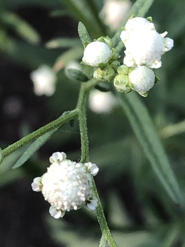 Parthenium hysterophorus