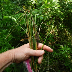 Carex aggregata