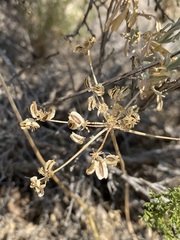 Cymopterus terebinthinus