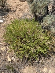 Cymopterus terebinthinus