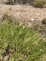 Cymopterus terebinthinus
