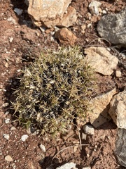 Linanthus caespitosus