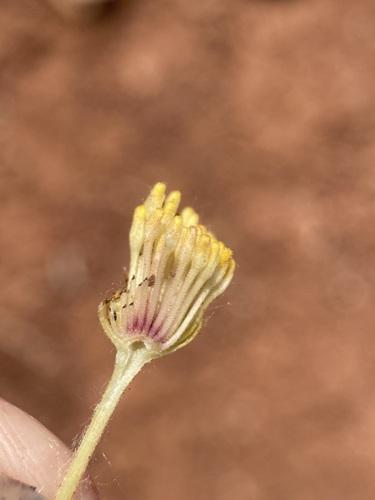 Image of Platyschkuhria integrifolia by (c) Matt Berger, some rights reserved (CC BY)