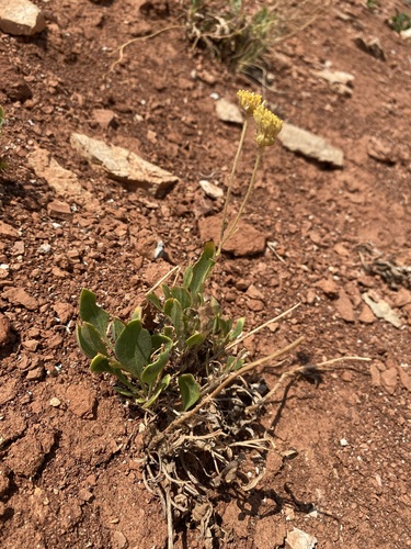 Image of Platyschkuhria integrifolia by (c) Matt Berger, some rights reserved (CC BY)