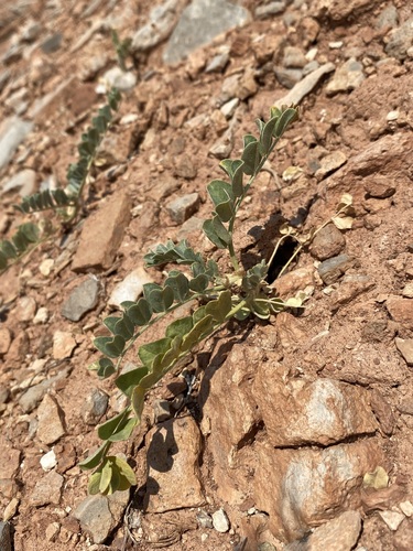 Image of Astragalus oreganus by (c) Matt Berger, some rights reserved (CC BY)
