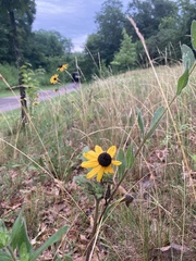 Rudbeckia hirta