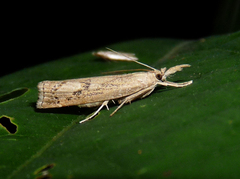 Neodactria zeellus