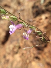 Sairocarpus vexillocalyculatus vexillocalyculatus