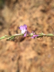 Sairocarpus vexillocalyculatus vexillocalyculatus