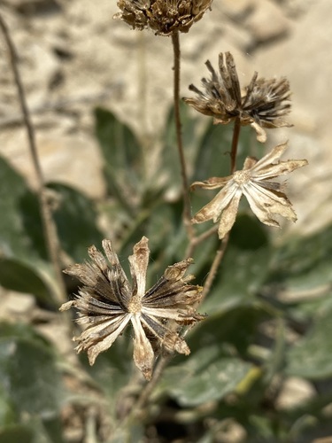 Image of Platyschkuhria integrifolia by (c) Matt Berger, some rights reserved (CC BY)
