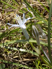 Androstephium coeruleum