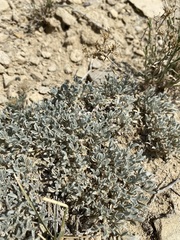 Astragalus hyalinus
