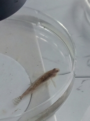 Gobiomorphus cotidianus