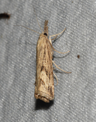 Neodactria zeellus