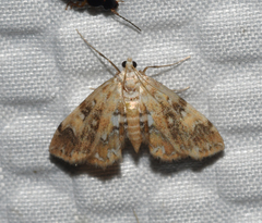 Elophila faulalis