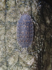 Trachelipus semiproiectus