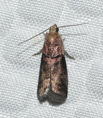 Acrobasis palliolella