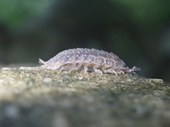 Trachelipus semiproiectus