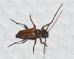 Lepturopsis biforis