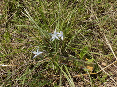Androstephium coeruleum