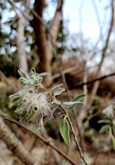 Lagascea