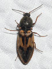 Stropenron hieroglyphica