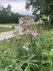 Saponaria officinalis