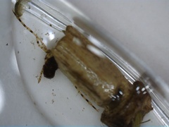 Triplectides obsoletus