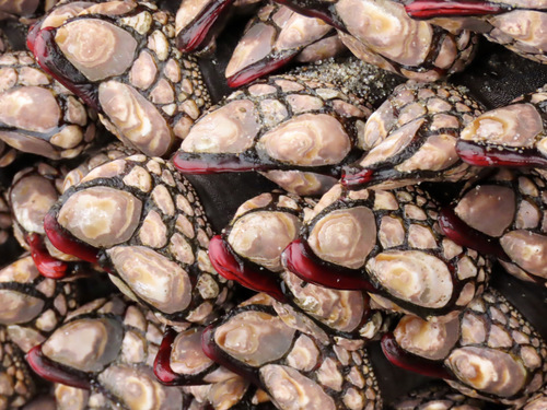 Gooseneck Barnacle, photo 2 of 8
