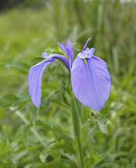 Iris ensata
