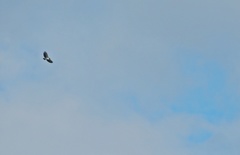 Geranoaetus albicaudatus